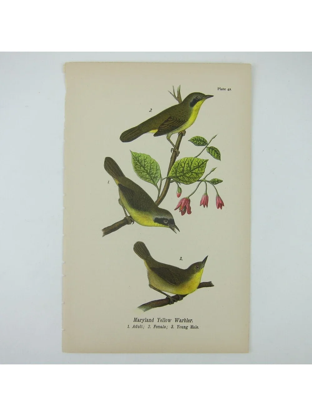 Bird Litho Print Maryland Yellow Warbler After John James Audubon Antique 1890